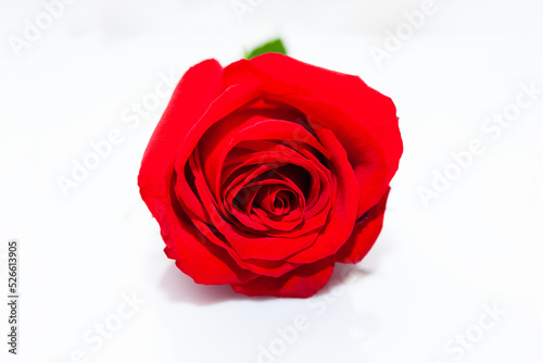Red rose isolated . Red flower at white background 