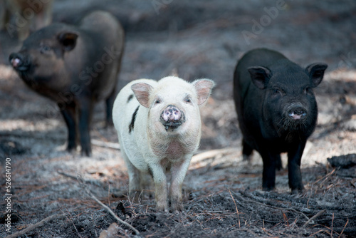 three small pigs in a farm pasture