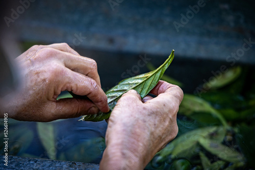Lavação da Folha de Chacrona