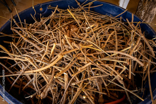 Galhos de Jagube (Banisteriopsis caapi)