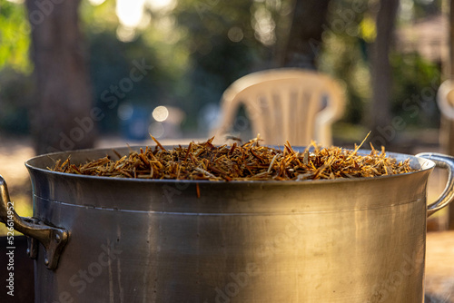 Cozimento da Ayahuasca (Santo Daime)