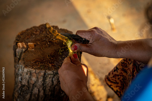 Rasapação do Cipó (jagube)