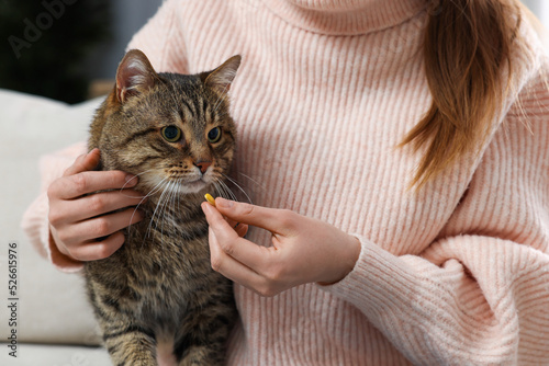 Fototapeta Naklejka Na Ścianę i Meble -  Woman giving pill to cute cat indoors, closeup. Vitamins for animal