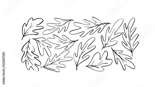 Hand-drawn simple oak leaves. Botanical forest plants, September and October tree foliage. Set of linear autumn leaves isolated on white background. Modern vector ink illustration