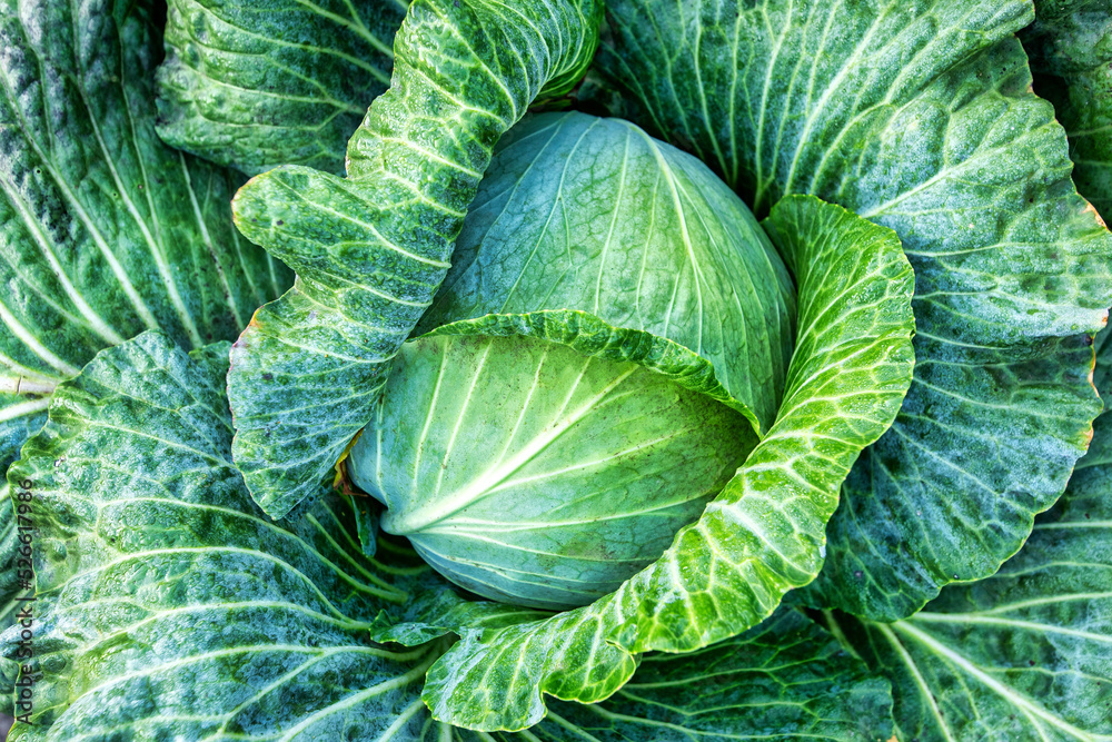 Fototapeta premium Fresh green cabbage on the bed. Vegetarian food.
