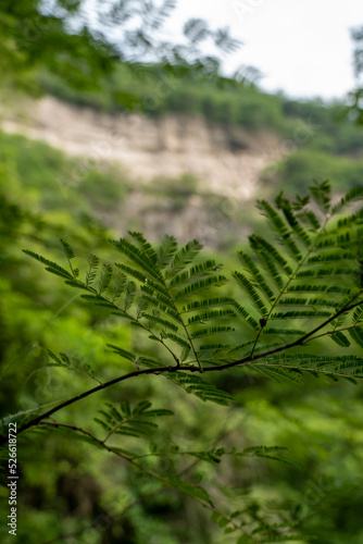 trees framing mountains, huentitan canyon in guadalajara, mountains and trees, green vegetation and sky with clouds, mexico photo