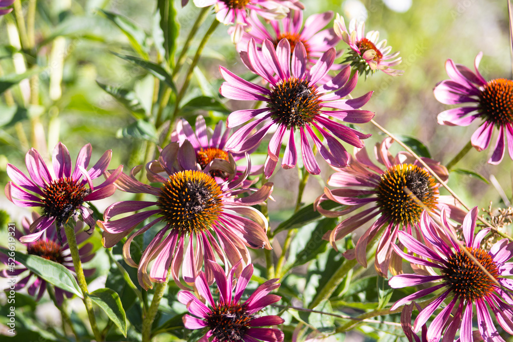 Obraz premium flowers in a garden