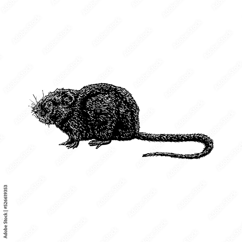 Water Vole hand drawing vector illustration isolated on background
