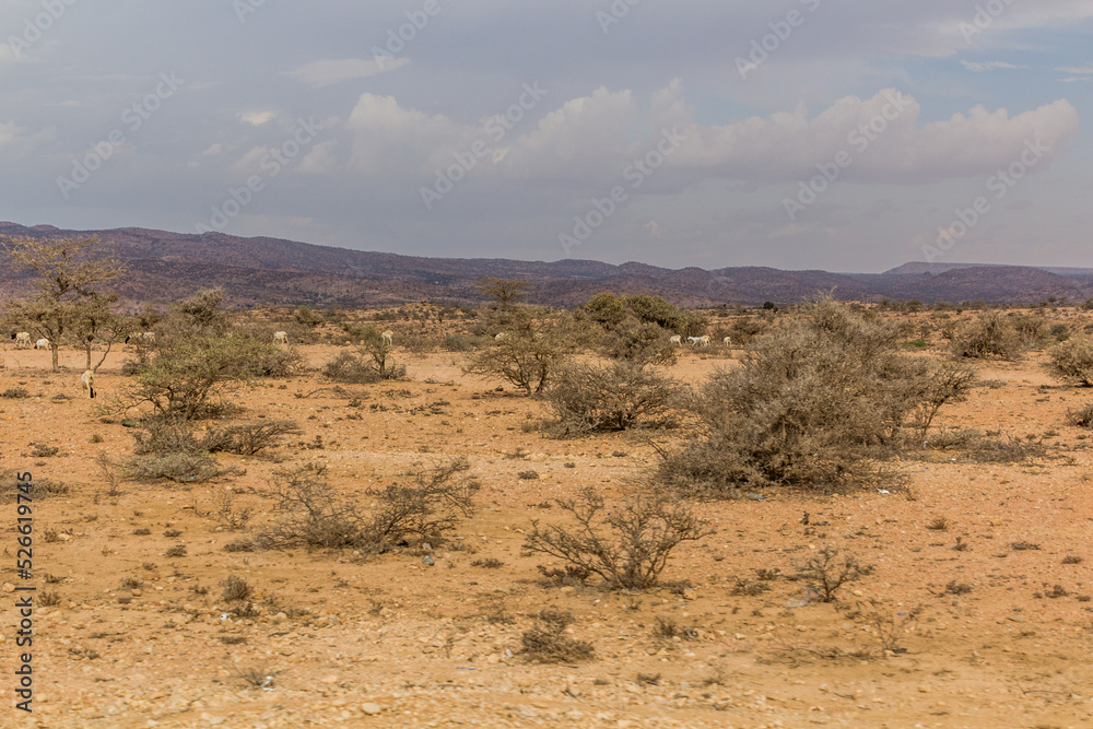 View of a landscape in Somaliland