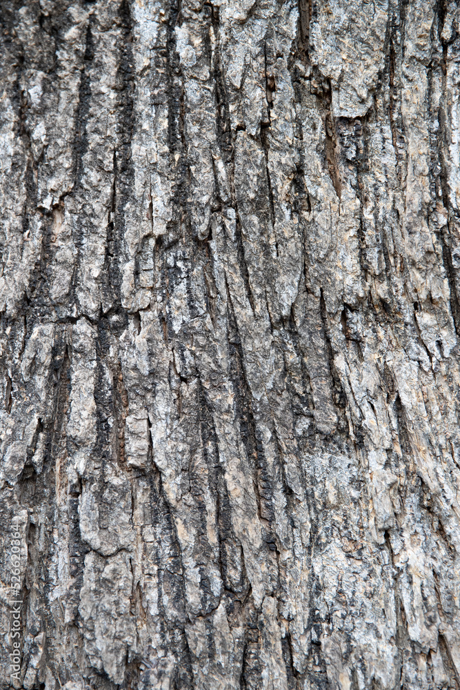 Tree Texture 8