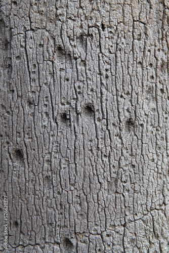 Tree Texture 10