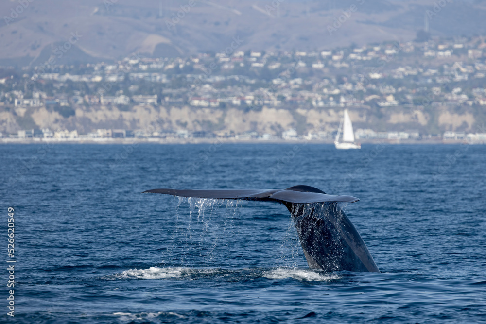 Fototapeta premium whale in the ocean, blue whale fluke, A blue whale raises its fluke as it dives near Dana Point, California