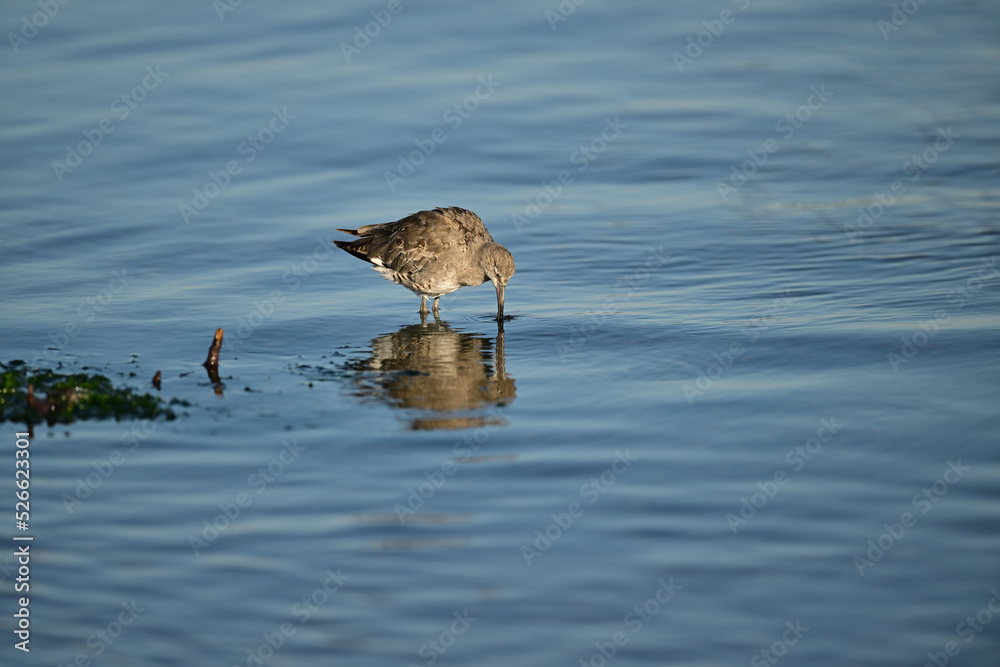 A Spotted Sandpiper catching a crab for lunch A Spotted Sandpiper catching a crab for lunch