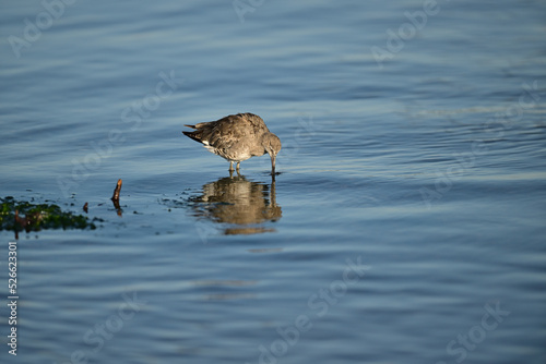 A Spotted Sandpiper catching a crab for lunch