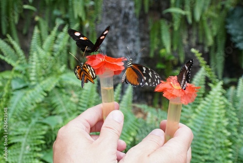 Holding nectar tubes to attract butterflies