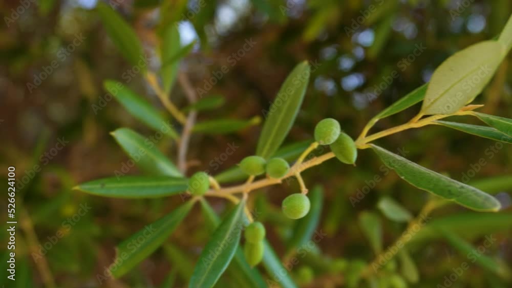 Bunch of young small olives on a branch swaying in the wind, low-angle shot with the blue sky in the background behind dense foliage. Bunch of young small olives on a branch swaying in the wind, low-angle shot with the blue sky in the background behind dense foliage.