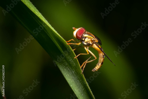 Profile view of a tiny Maize Calligrapher (Toxomerus politus) resting on a blad of grass. Raleigh, North Carolina.