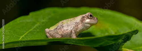 фотографія A panorama of an inquisitive Cope's Gray Treefrog (Hyla chrysochelis) on a nice green leaf