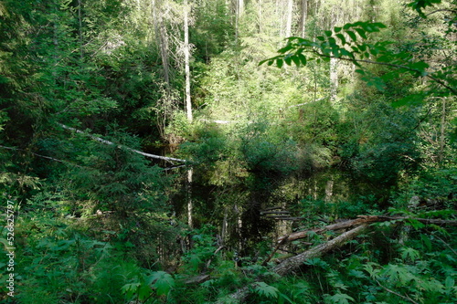 Forest lake among dense thickets of trees