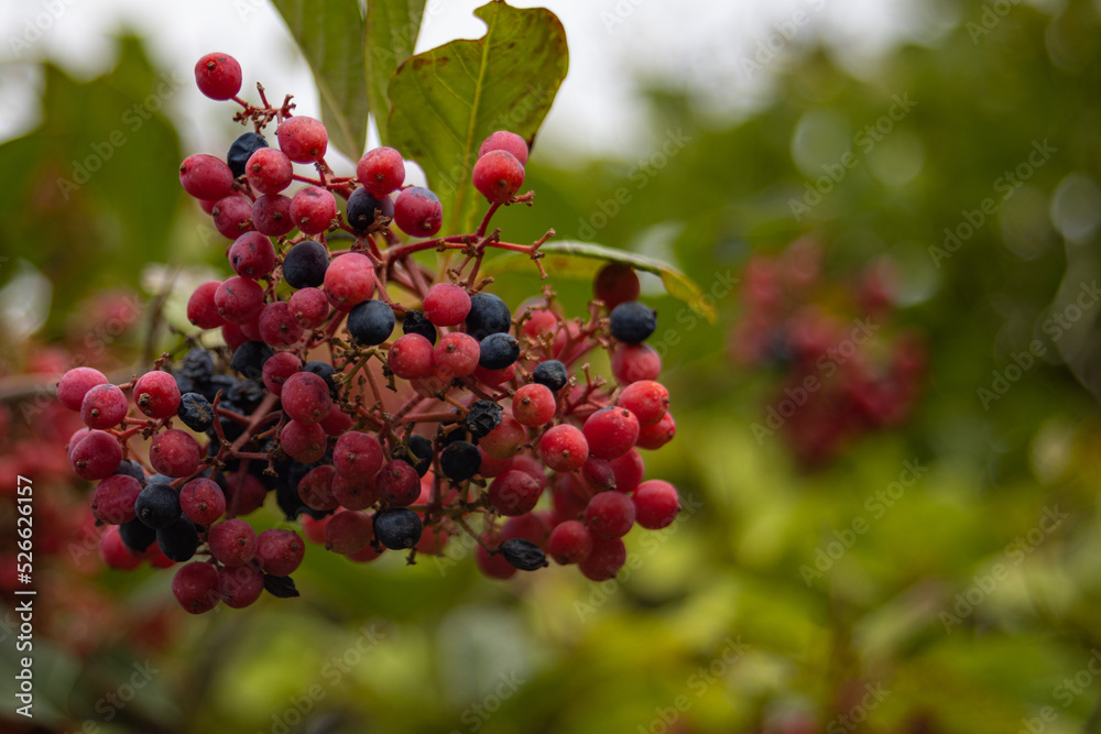 Whiterod Viburnum Branch Full Of Ripe Cluster Of Red and Blue Berries Whiterod Viburnum Branch Full Of Ripe Cluster Of Red and Blue Berries