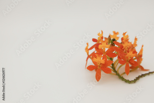 Epidendrum Ibaguense Crucifix Orchid Orange flower