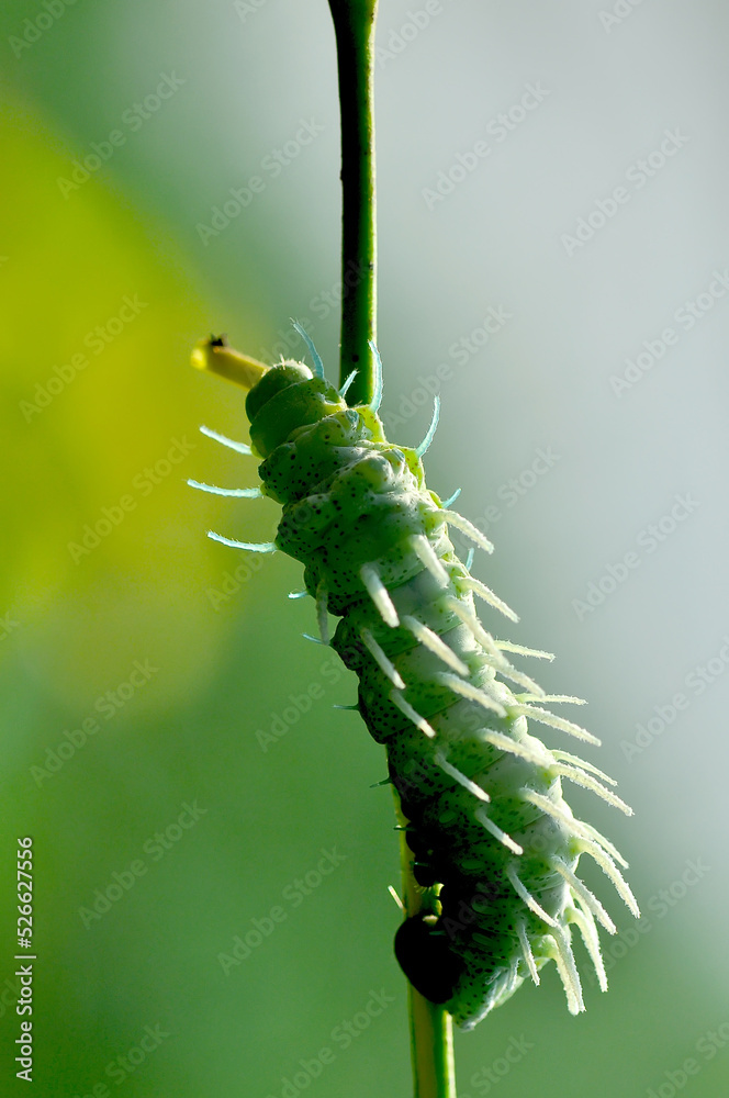 Naklejka premium green caterpillar on a leaf