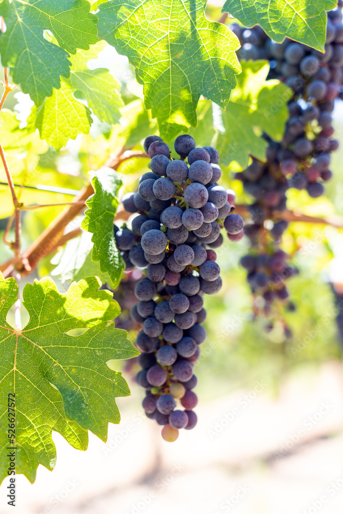 Bunches of ripe red wine grapes on vine, back light Bunches of ripe red wine grapes on vine, back light