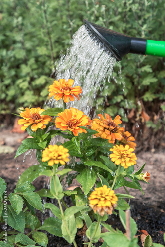 Watering yellow orange zinnia flower with water in watering can in garden close up