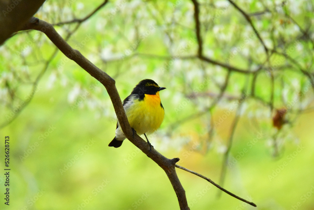 Naklejka premium 静かな春の森のキビタキ
