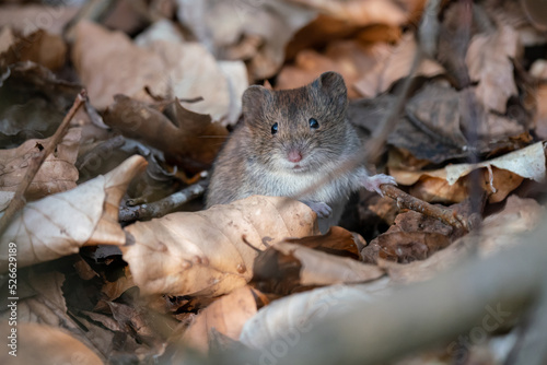 Rötelmaus (Myodes glareolus) auf dem Waldboden zwischen trockenem Laub