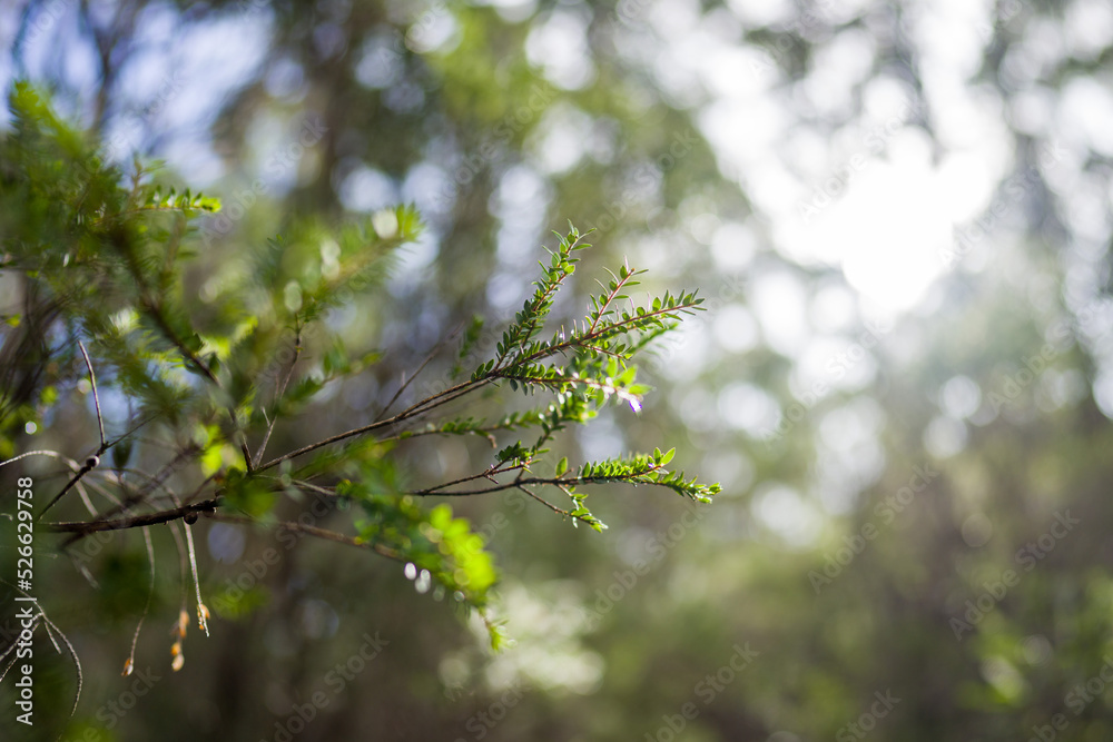 spring in the forest spring in the forest