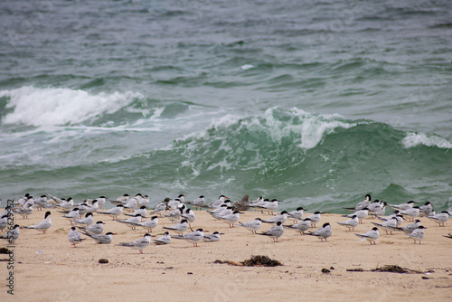 Plover Colony Landscape At The Beach. Large Number Of Birds At The Sand Beach With Waves Background