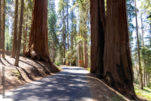 Sequoia National Park in California