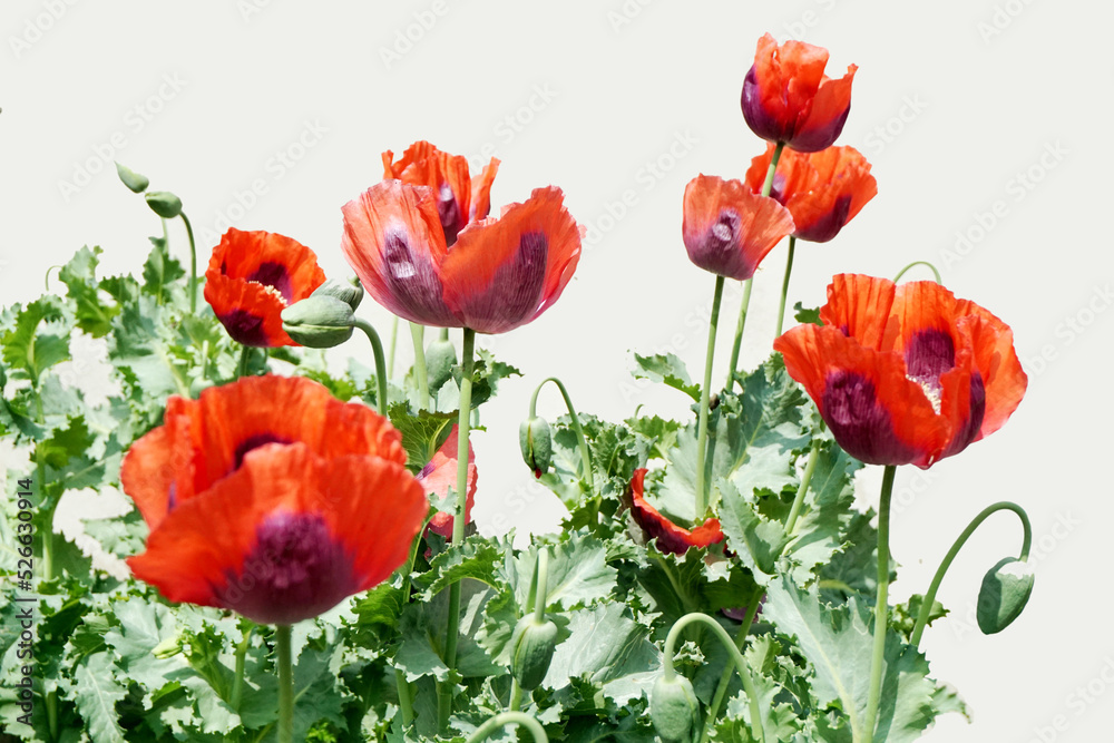 Fototapeta premium Poppies with red flowers