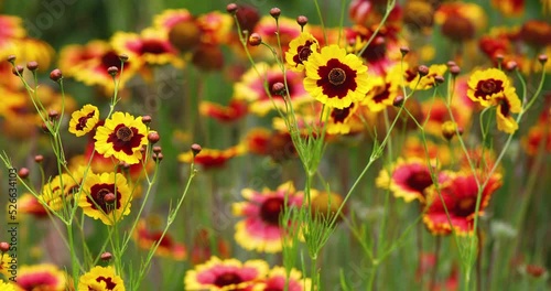 a close up of a Coreopsis tickseed yellow red flower