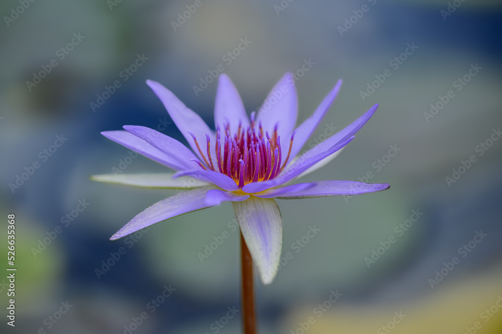 Purple water lily flower in a pond Purple water lily flower in a pond