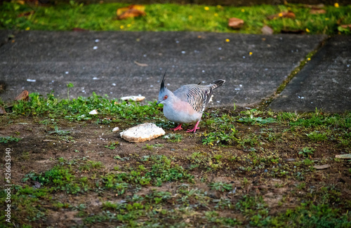 Australian Crested Pigeons (Ocyphaps lophotes) photo