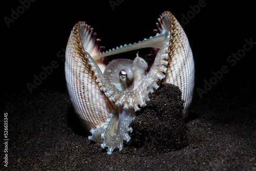 Coconut Octopus - Amphioctopus marginatus in a shell. Underwater night life of Tulamben, Bali, Indonesia.
