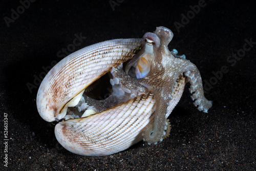 Coconut Octopus - Amphioctopus marginatus in a shell. Underwater night life of Tulamben, Bali, Indonesia.