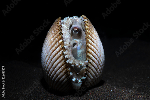 Coconut Octopus - Amphioctopus marginatus in a shell. Underwater night life of Tulamben, Bali, Indonesia.