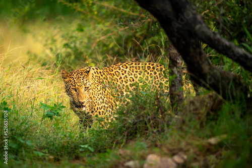 Indian wild male leopard or panther or panthera pardus fusca walking head on with face expression during monsoon green season outdoor wildlife safari at forest of central india asia photo