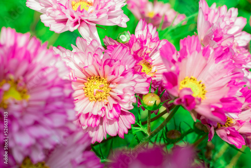 purple flowers with a yellow center