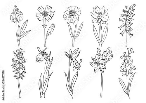 flower black white line art drawing set