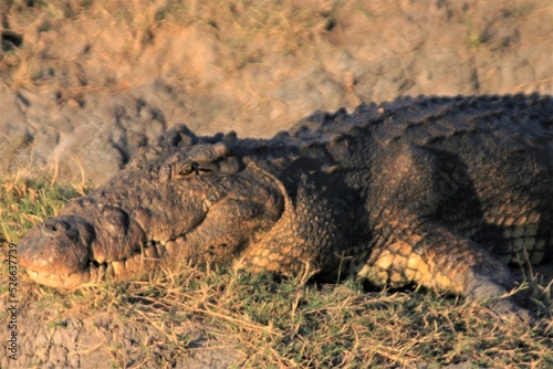 Smiling African Crocodile  Chobe River  Chobe  Botswana
