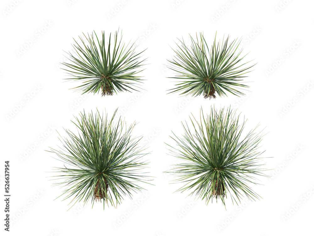Obraz premium Cactus on a transparent background 