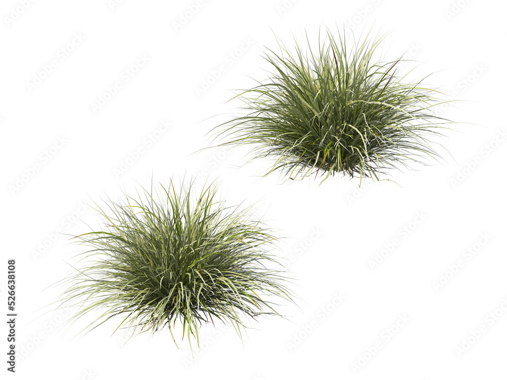 Grass on a transparent background
