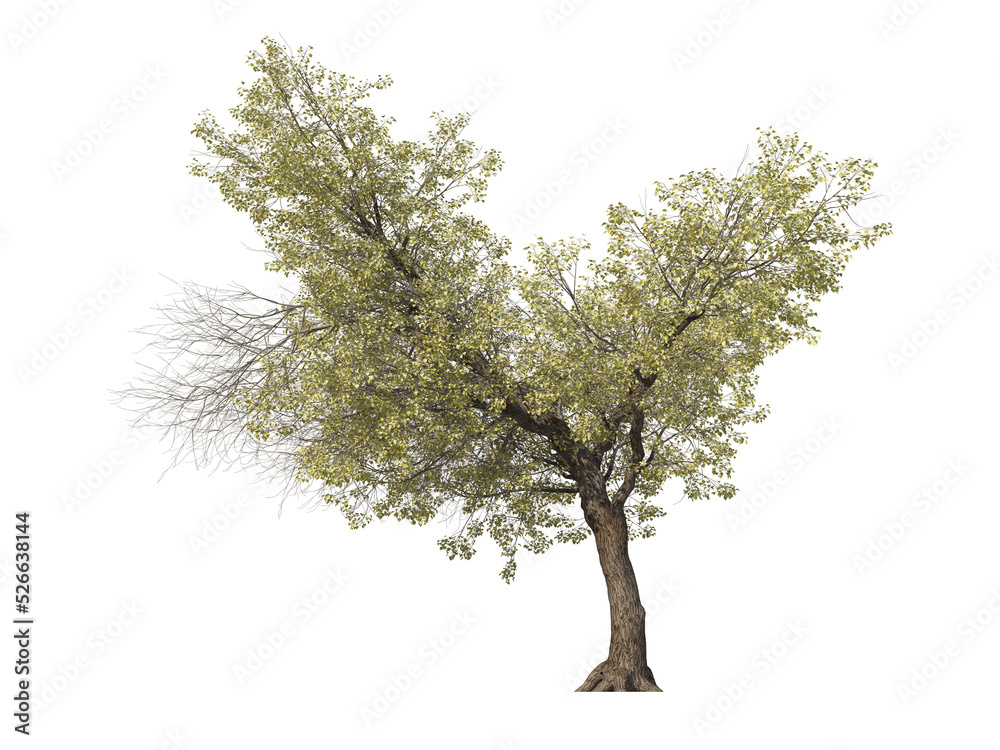 Naklejka premium Tree on a transparent background 