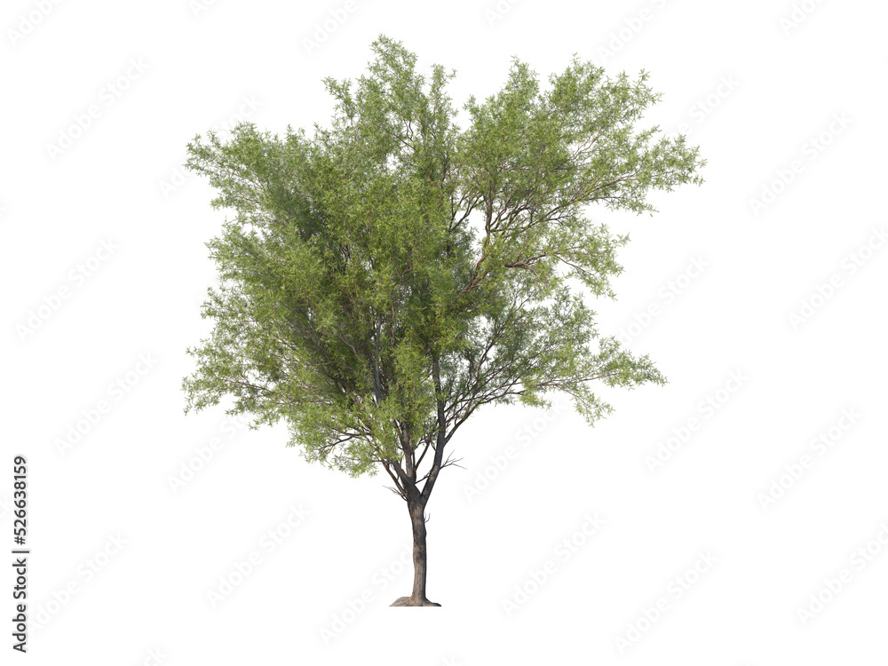 Tree on a transparent background
Tree on a transparent background