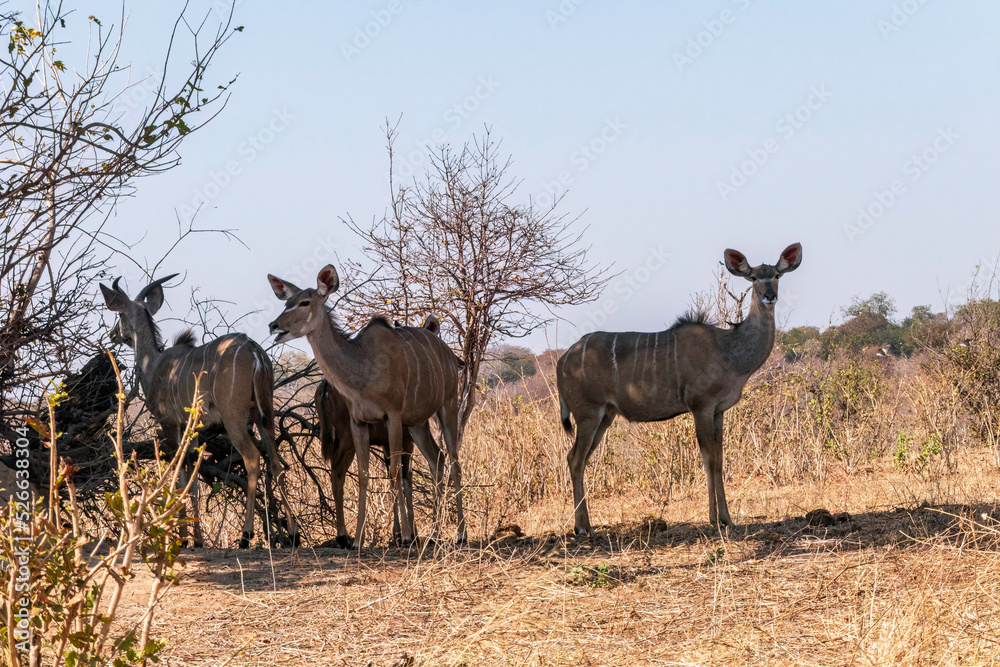 Obraz premium Greater kudu woodland antelopes standing under the tree