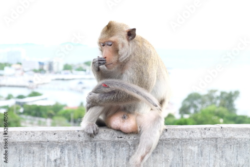 The injured monkey in the tail is sitting on the wall. the monkey injured